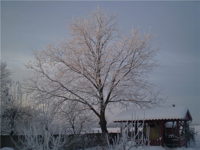 ledeno jutro